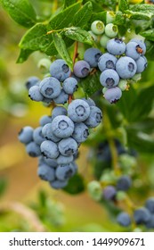 Farm Fresh Blueberries On Vine.