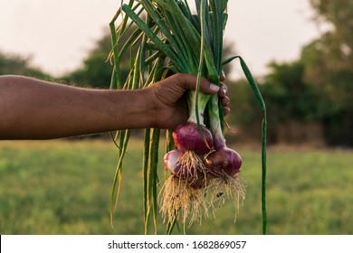 Farm Fresh Onion Or Farmer Holding Fresh Onion Or Fresh Onion