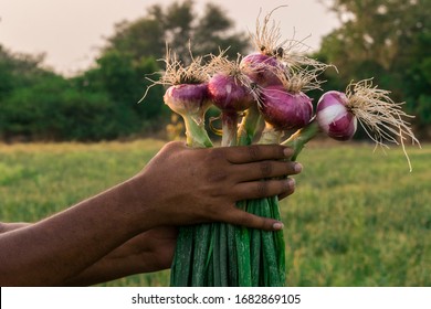 Farm fresh onion or Farmer holding fresh onion or Fresh Onion - Powered by Shutterstock