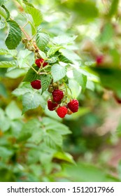 Farm Fresh Raspberries Northern California 