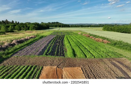 Farm Garden Tomato Pepper Planting Foil Vegetable Drone Aerial Bio Farmer Farming Capsicum Solanum Lycopersicum Agricultural Fruit Tree Video Shot Plant Leaves Bio Organic Plantation Europe Harvest