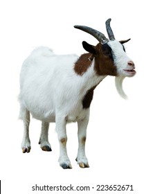 Farm goat. Isolated on white background