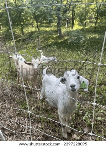 farm goats behind a fence