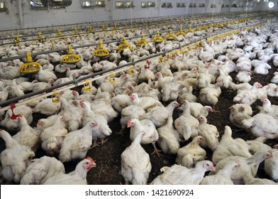 Farm for growing broiler chickens to the age of one and a half months
