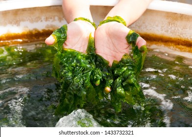 Farm Growing Green Algae In Pool