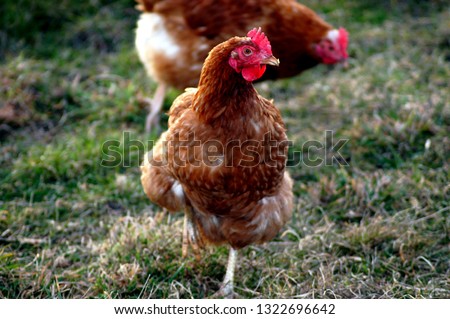 Similar – Image, Stock Photo Chickens on meadow. Meat