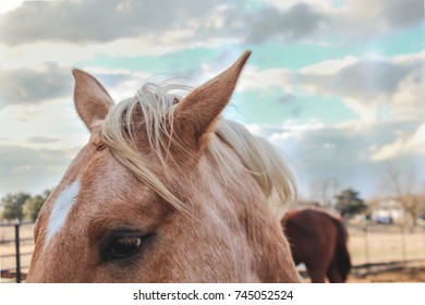 Farm Horse In South East Texas