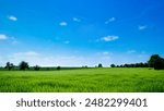 farm image, bright sunny day, hot day in farm, grass field, trees, nature , peace image, clear sky with some clouds white clouds