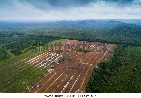 Farm land next to\
Jungle aerial survey