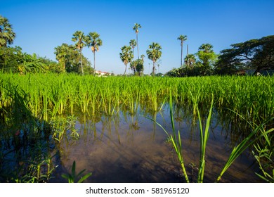 farm land, rice and coconut tree in thailand