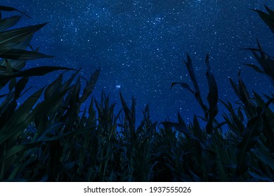 Farm Landscape With Corn Field And Night Sky With Stars