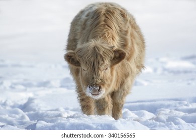 Farm Life In Winter. Farming. Cow In The Snow. This Calf Is Crossbreed Of Highland And Charolais Cattle. Winter Animal. Farm In The Winter. Baby Cow. Sunny Weather In Winter.