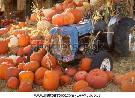     Farm Market Autumn Display. Vegetable market display of pumpkins in the Fall

                           