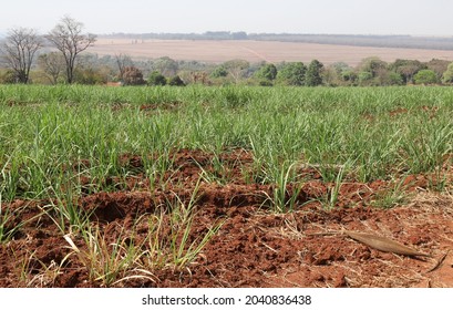 Farm With  New Sugarcane Planting For Ethanol Production