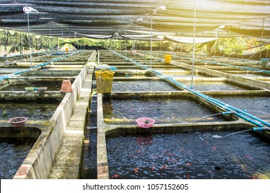 Farm Nursery Ornamental Fish Freshwater In Recirculating Aquaculture System In Cement Pond Square Box Are Many And Roof Of House Covered Shading Net Light Filter Is Lifestyle Countryside Of Thailand.