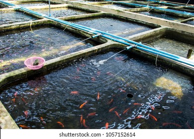 ornamental fish farm