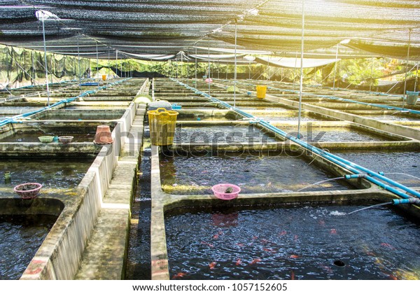 Farm nursery Ornamental fish freshwater in\
Recirculating Aquaculture System in cement pond square box are many\
and roof of house covered shading net light filter is lifestyle\
Countryside of Thailand.