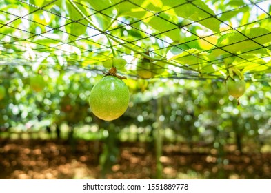 254 Taiwan Passion Fruits Images, Stock Photos & Vectors | Shutterstock