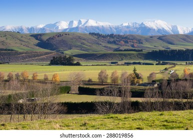 Farm Pasture In New Zealand With Paddocks And Trees