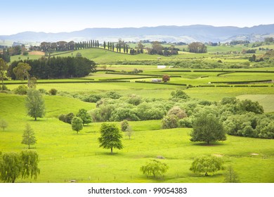 Farm Pasture In New Zealand With Paddocks And Trees