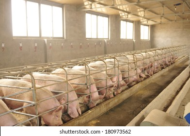 The Farm Pigs 