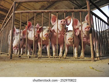 The farm pigs 