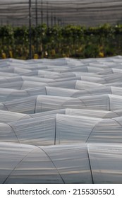 Farm Plantation Covered Under Agricultural Plastic Film Tunnel Rows, Create A Greenhouse Effect, Growing Food, Protecting Plants From Frost And Wind.