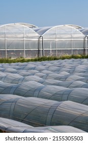 Farm Plantation Covered Under Agricultural Plastic Film Tunnel Rows, Create A Greenhouse Effect, Growing Food, Protecting Plants From Frost And Wind.