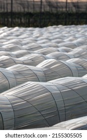 Farm Plantation Covered Under Agricultural Plastic Film Tunnel Rows, Create A Greenhouse Effect, Growing Food, Protecting Plants From Frost And Wind.