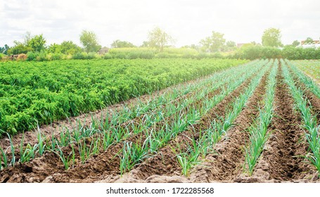 Farm Plantation Of Leek And Paprika Pepper. Agribusiness And Farming. Countryside. Farm For Growing Vegetables. Food Production On Small Farms And Households. Farmer Support Subsidies