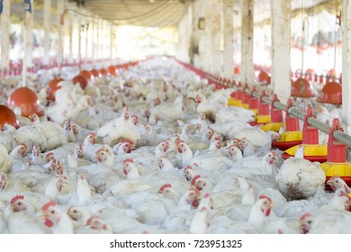 Farm Raising Chickens Intensive System Brazil Stock Photo 723951325 ...