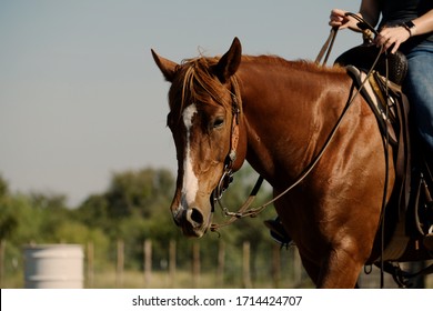 Farm And Ranch Western Lifestyle Shows Horseback Riding On Mare Horse Close Up, Shallow Depth Of Field.