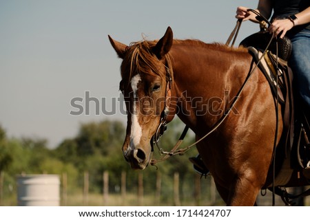 Farm and ranch western lifestyle shows horseback riding on mare horse close up, shallow depth of field.