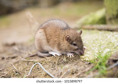 Farm Rat Dying After Eating Rat Stock Photo 1015898797 | Shutterstock