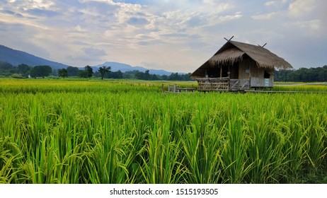 Farm Rice Home Stay Green Nature