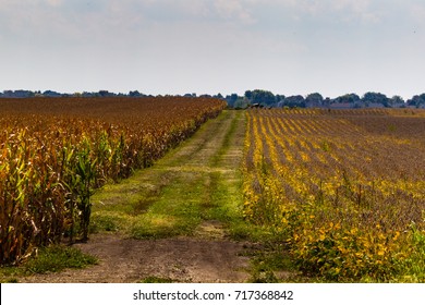 A Farm Road Between A Corn Field And Soybean Field