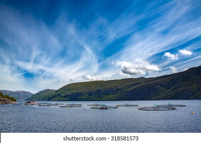 Farm Salmon Fishing In Norway