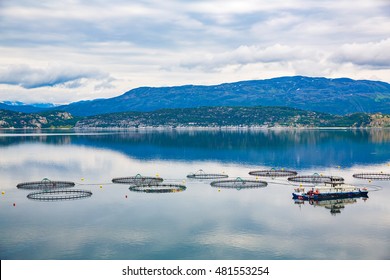 Farm Salmon Fishing In Norway