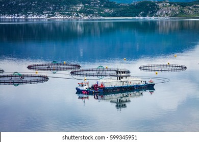 Farm Salmon Fishing In Norway