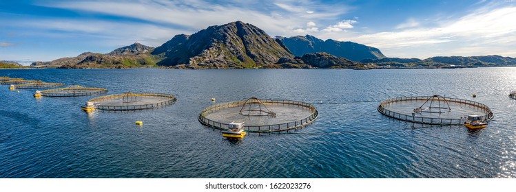 Farm salmon fishing in Norway. Norway is the biggest producer of farmed salmon in the world, with more than one million tonnes produced each year.