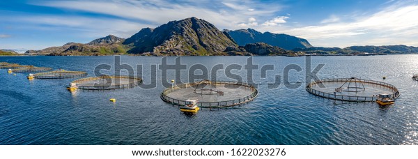 Farm salmon fishing in Norway. Norway is the\
biggest producer of farmed salmon in the world, with more than one\
million tonnes produced each\
year.