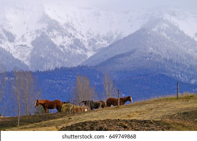 Farm Scene, Columbia Falls, Montana