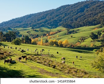 Farm scene with rolling hills,  Cows,  Yellow Autumn trees,  Green grass and bushland.  Yackandandah,  Victoria,  Australia.