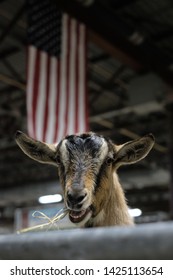 Farm Show Goat With Flag Background