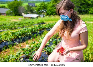 Farm In Summer Countryside And Woman Young Girl Picking Berries From Strawberry Patch In Mask During Coronavirus Outbreak In 2020