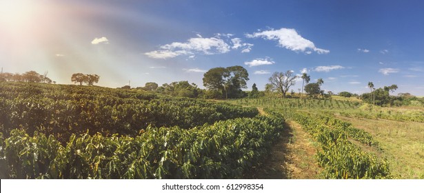 Farm - Sunlight At The Coffee Plantation Field