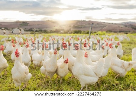 Farm, sustainability and chicken flock on farm for organic, poultry and livestock farming. Lens flare with hen, rooster and bird animals in countryside field in spring for meat, eggs and protein