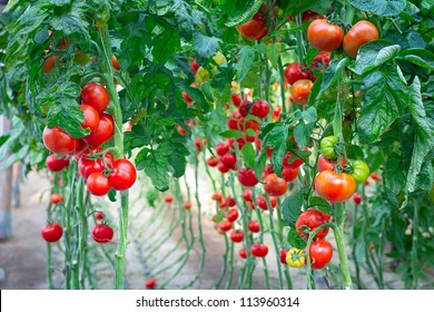 Farm of tasty red tomatoes on the bushes