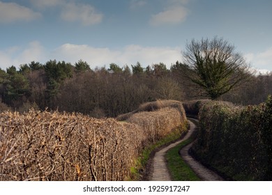 Farm Track Between Hedges In Rural Wealden, England