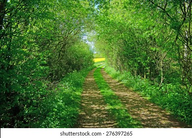 A farm track though trees leading to open Cotswold countryside and a field of Oil seed rape, Gloucestershire, United Kingdom